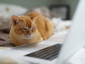 Alternativas a Marciano Torrent