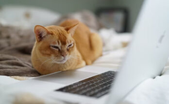Alternativas a Marciano Torrent