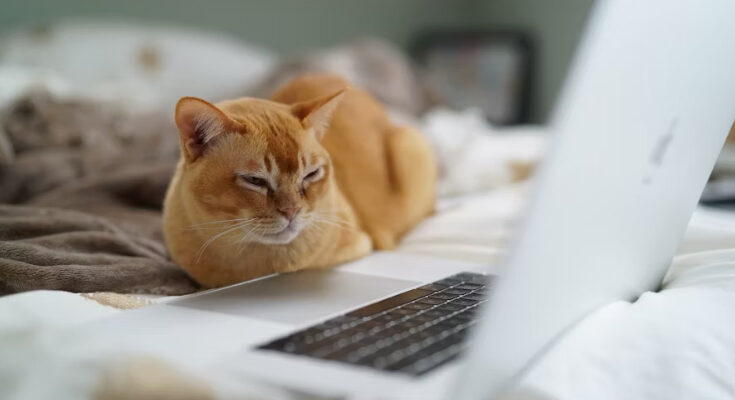 Alternativas a Marciano Torrent