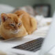 Alternativas a Marciano Torrent