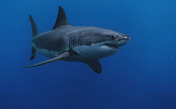 Tiburón