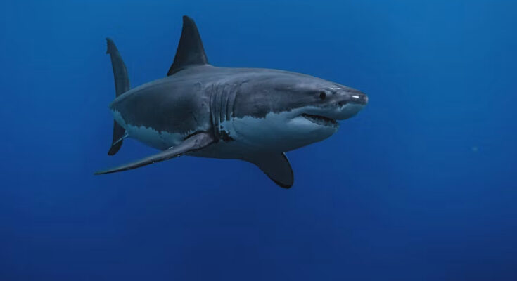 Tiburón
