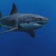 Tiburón